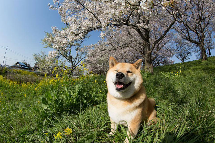 happy-dog-maru-shiba-inu-18 happy-dog-maru-shiba-inu-18