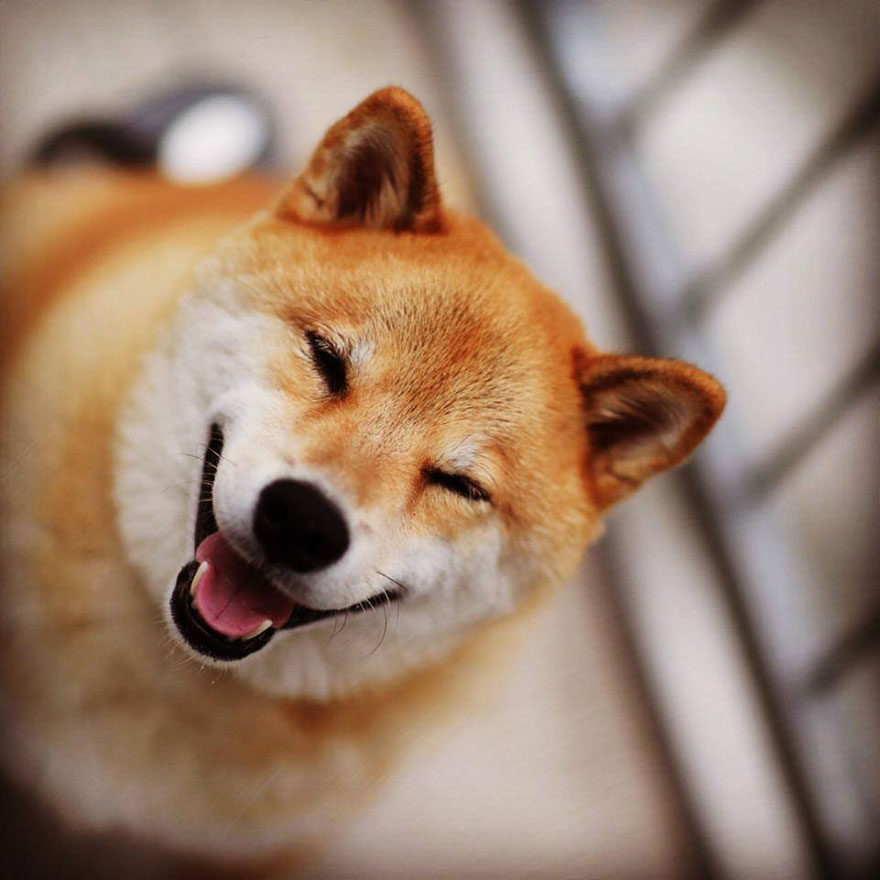happy-dog-maru-shiba-inu-23 happy-dog-maru-shiba-inu-23