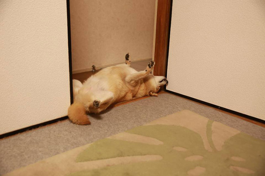 happy-dog-maru-shiba-inu-26 happy-dog-maru-shiba-inu-26