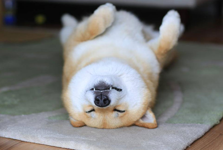 happy-dog-maru-shiba-inu-33 happy-dog-maru-shiba-inu-33