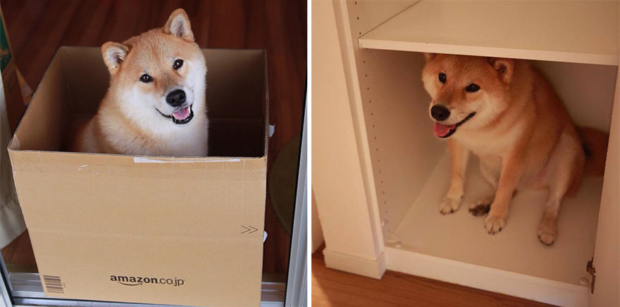 happy-dog-maru-shiba-inu-37 happy-dog-maru-shiba-inu-37