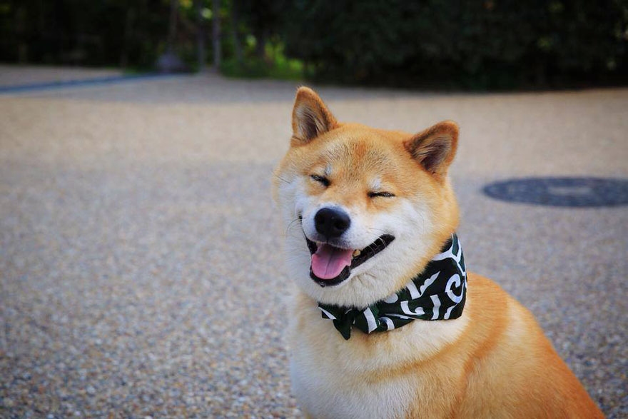 happy-dog-maru-shiba-inu-4 happy-dog-maru-shiba-inu-4