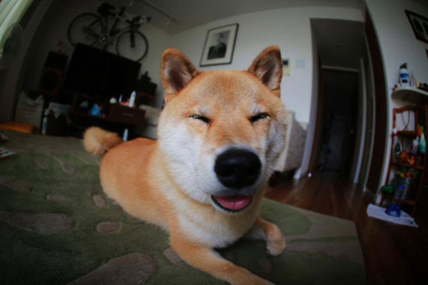 happy-dog-maru-shiba-inu-6 happy-dog-maru-shiba-inu-6