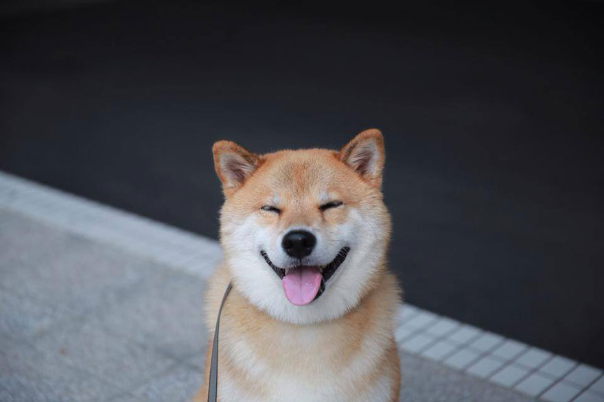 happy-dog-maru-shiba-inu-7 happy-dog-maru-shiba-inu-7