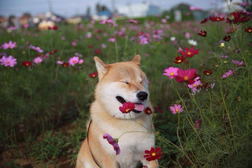 happy-dog-maru-shiba-inu-8 happy-dog-maru-shiba-inu-8