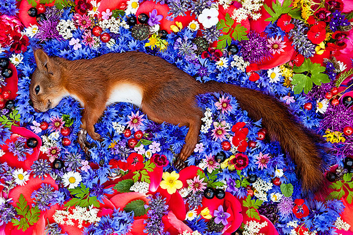 honoring-dead-animals-natura-morte-marina-ionowa-gribina-6 honoring-dead-animals-natura-morte-marina-ionowa-gribina-6