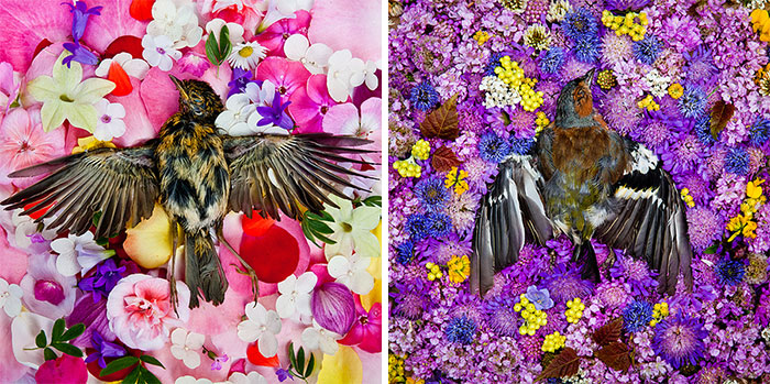 honoring-dead-animals-natura-morte-marina-ionowa-gribina-8 honoring-dead-animals-natura-morte-marina-ionowa-gribina-8