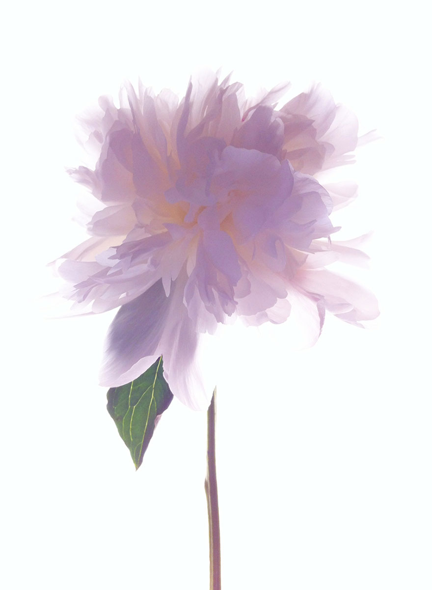 ippawards-iphone-ipad-photography-awards-2014-1e ippawards-iphone-ipad-photography-awards-2014-1e