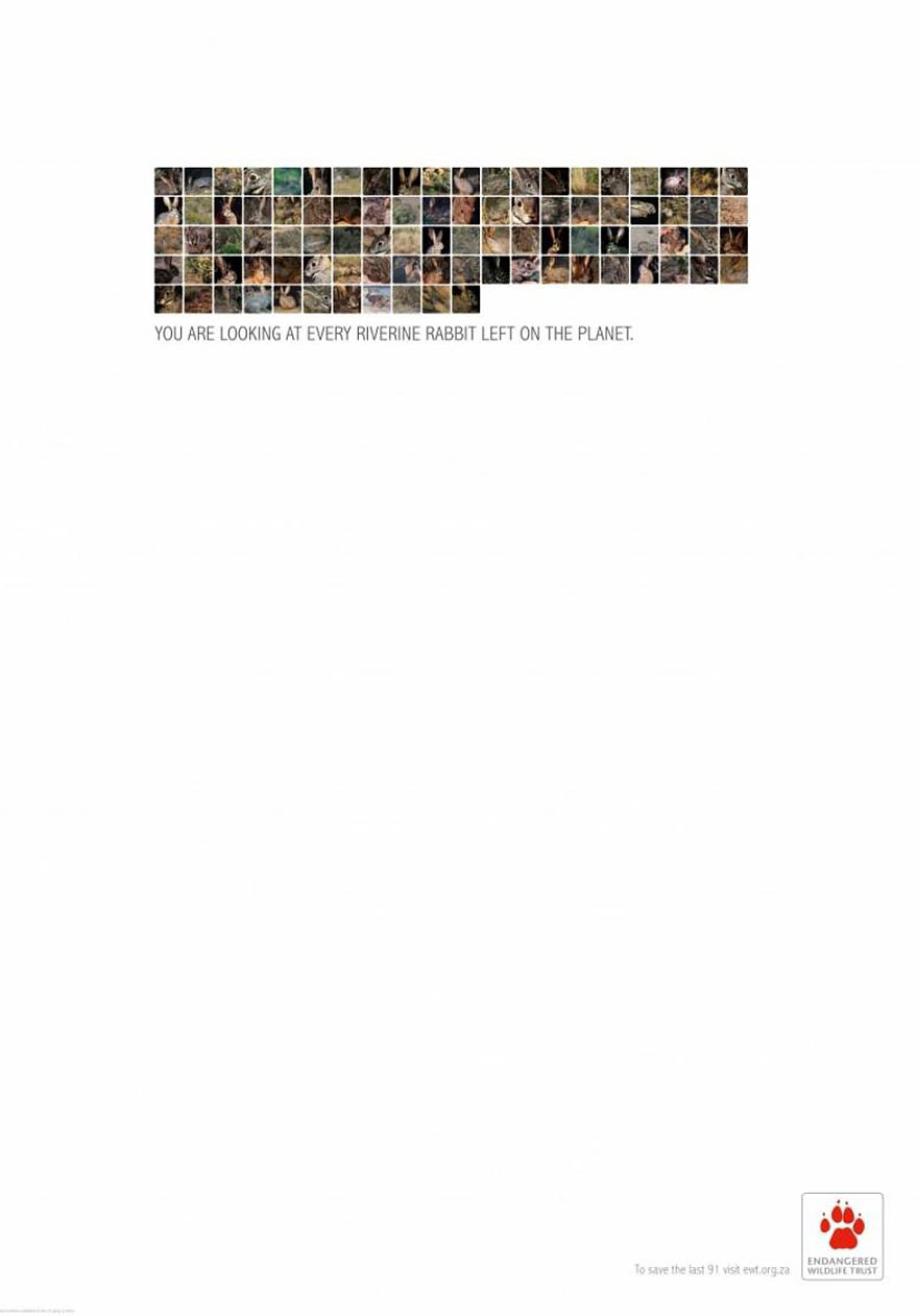 public-social-ads-animals-115 public-social-ads-animals-115