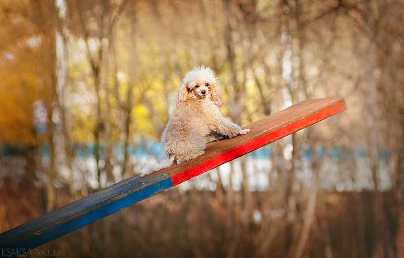 small_poodle_by_ksuksa_raykova-d4rgqpg