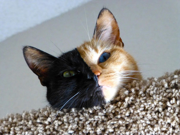 two-faced-chimera-cat-venus-14 two-faced-chimera-cat-venus-14