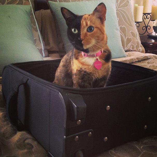 two-faced-chimera-cat-venus-16 two-faced-chimera-cat-venus-16