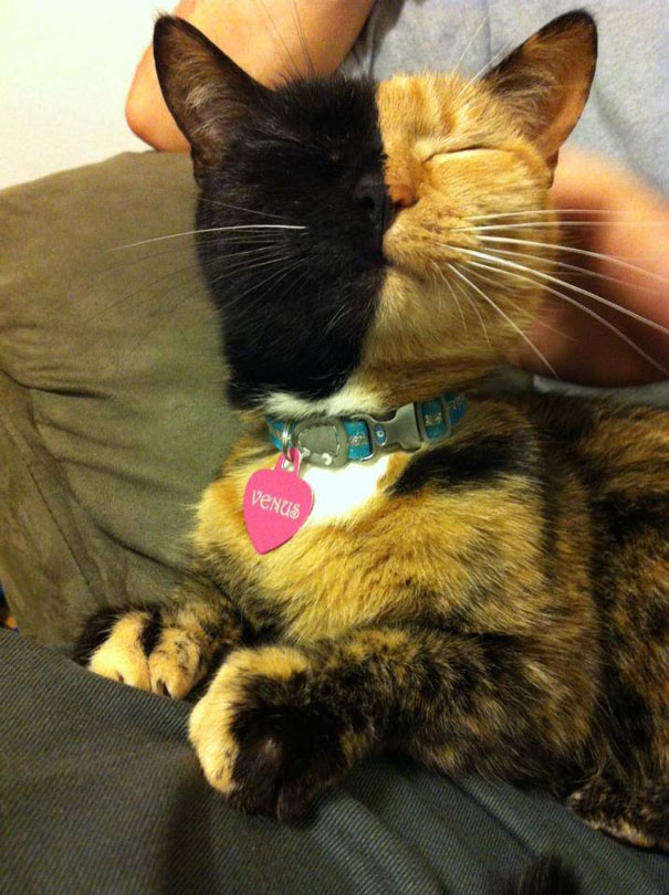 two-faced-chimera-cat-venus-17 two-faced-chimera-cat-venus-17