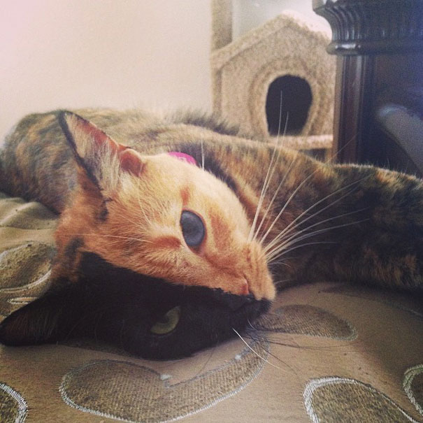 two-faced-chimera-cat-venus-20 two-faced-chimera-cat-venus-20
