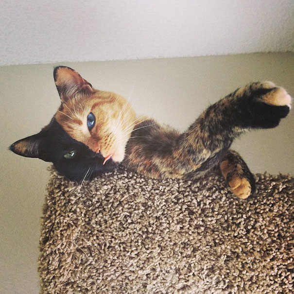 two-faced-chimera-cat-venus-22 two-faced-chimera-cat-venus-22