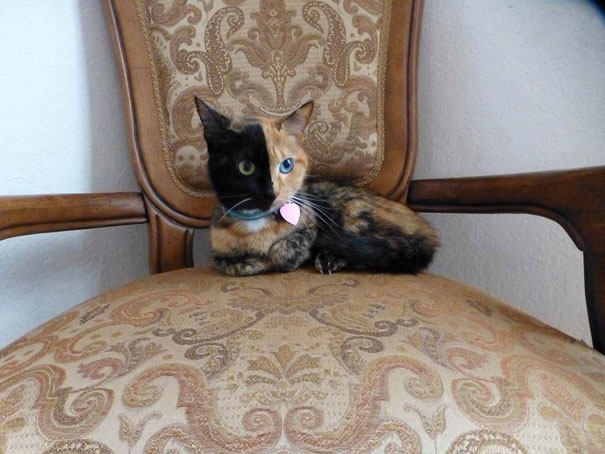 two-faced-chimera-cat-venus-25 two-faced-chimera-cat-venus-25