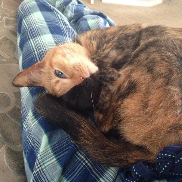 two-faced-chimera-cat-venus-26 two-faced-chimera-cat-venus-26