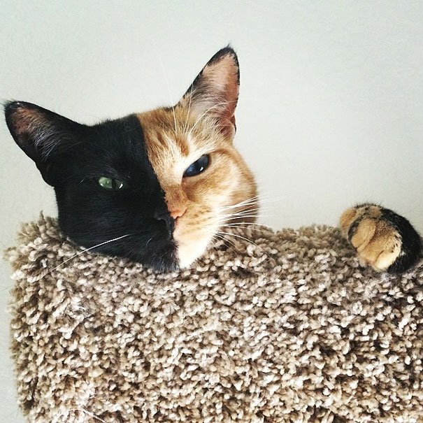 two-faced-chimera-cat-venus-3 two-faced-chimera-cat-venus-3