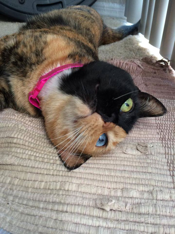 two-faced-chimera-cat-venus-30 two-faced-chimera-cat-venus-30