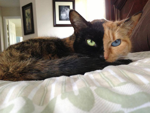 two-faced-chimera-cat-venus-32 two-faced-chimera-cat-venus-32