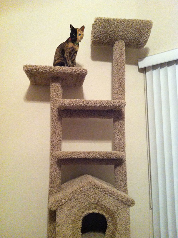 two-faced-chimera-cat-venus-38 two-faced-chimera-cat-venus-38