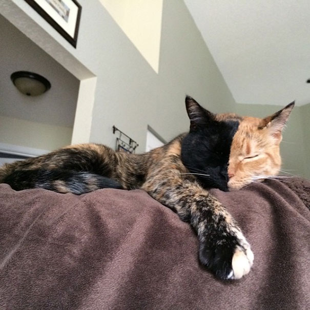 two-faced-chimera-cat-venus-40 two-faced-chimera-cat-venus-40