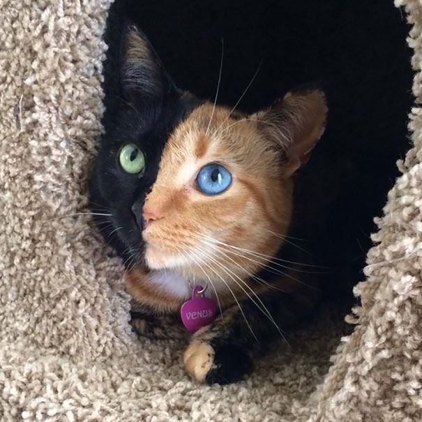 two-faced-chimera-cat-venus-60 two-faced-chimera-cat-venus-60
