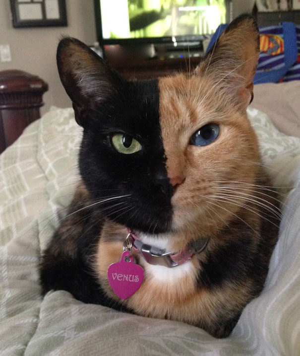 two-faced-chimera-cat-venus-8 two-faced-chimera-cat-venus-8