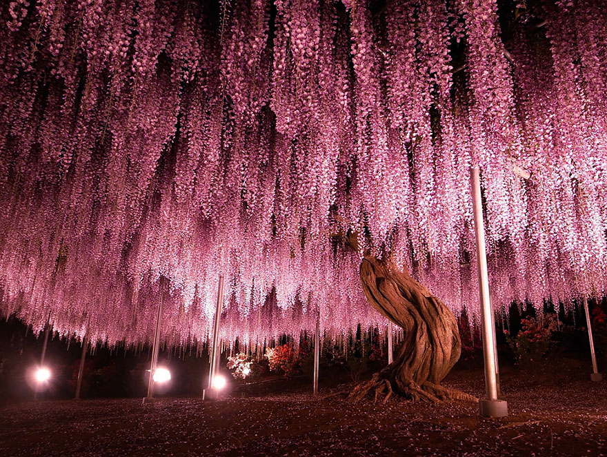 Magnificent wisteria tree with cascading pink blossoms illuminated at night. Magnificent wisteria tree with cascading pink blossoms illuminated at night.