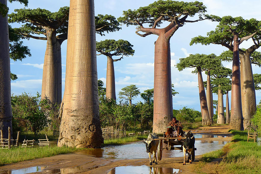 Baobab trees in a scenic landscape with a man on an ox-pulled cart, showcasing magnificent trees under a blue sky. Baobab trees in a scenic landscape with a man on an ox-pulled cart, showcasing magnificent trees under a blue sky.