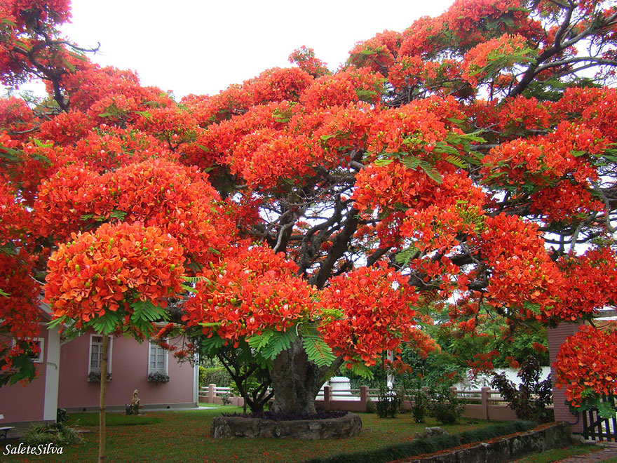 Magnificent tree with vibrant orange blossoms against a suburban backdrop. Magnificent tree with vibrant orange blossoms against a suburban backdrop.