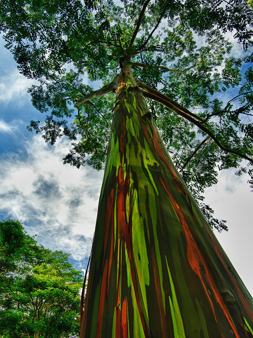 Colorful bark of a magnificent tree reaching towards the sky. Colorful bark of a magnificent tree reaching towards the sky.