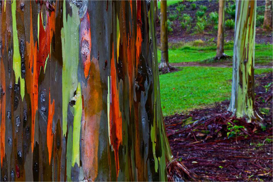 Colorful bark of a magnificent eucalyptus tree in a forest setting. Colorful bark of a magnificent eucalyptus tree in a forest setting.