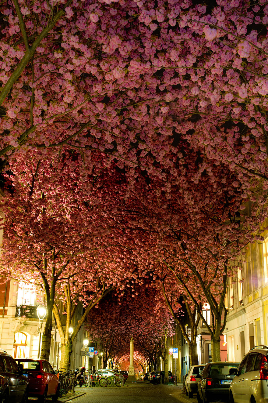 Magnificent cherry blossom trees arch over a nighttime street, creating a stunning floral tunnel. Magnificent cherry blossom trees arch over a nighttime street, creating a stunning floral tunnel.