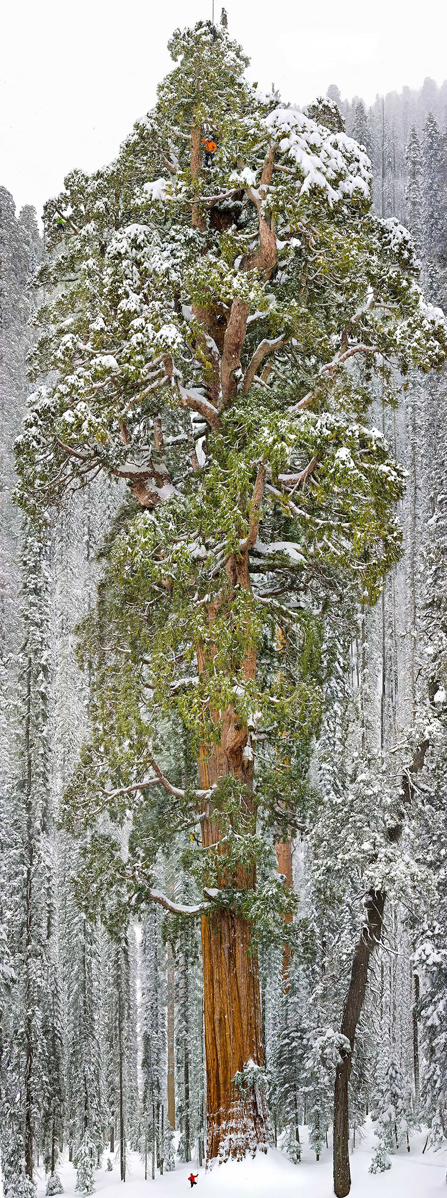 Magnificent tree covered in snow towering in a winter forest landscape. Magnificent tree covered in snow towering in a winter forest landscape.