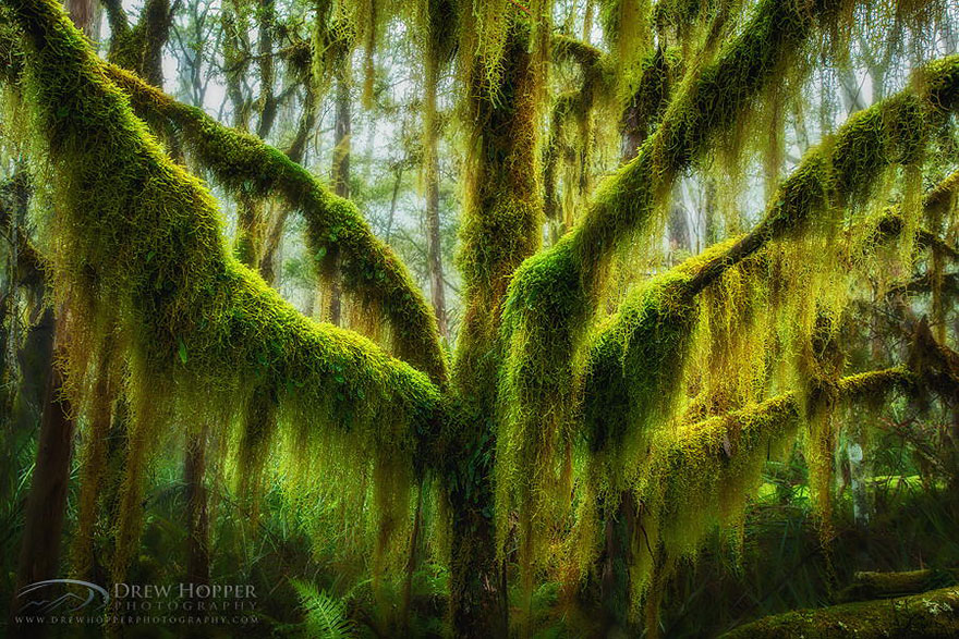 Moss-covered tree in a lush forest, showcasing magnificent natural beauty. Moss-covered tree in a lush forest, showcasing magnificent natural beauty.