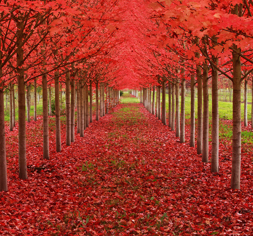 Magnificent red-leaved trees forming a vibrant tunnel with fallen leaves carpeting the ground. Magnificent red-leaved trees forming a vibrant tunnel with fallen leaves carpeting the ground.