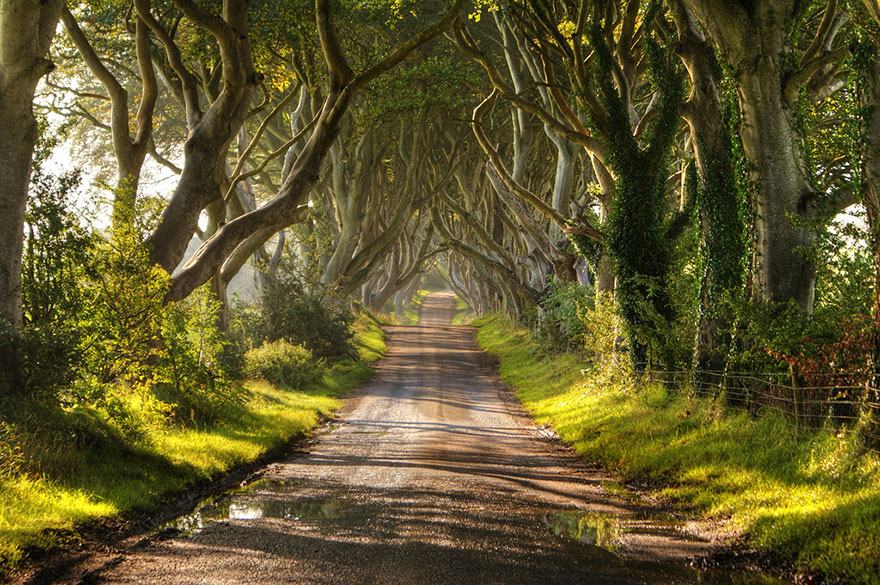 A picturesque avenue lined with magnificent trees forming an arch over a tranquil road. A picturesque avenue lined with magnificent trees forming an arch over a tranquil road.