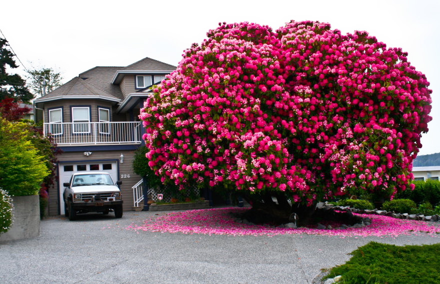 A magnificent tree covered in vibrant pink blossoms near a suburban house, showcasing natural beauty. A magnificent tree covered in vibrant pink blossoms near a suburban house, showcasing natural beauty.