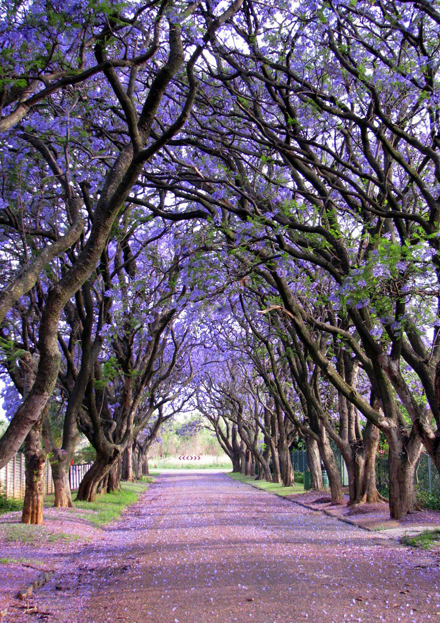 Magnificent trees with purple blossoms forming a natural arch over a pathway. Magnificent trees with purple blossoms forming a natural arch over a pathway.