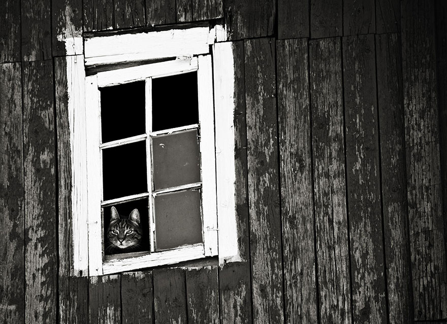 cat-waiting-window-10 cat-waiting-window-10