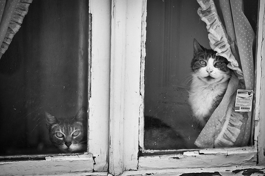 cat-waiting-window-14 cat-waiting-window-14