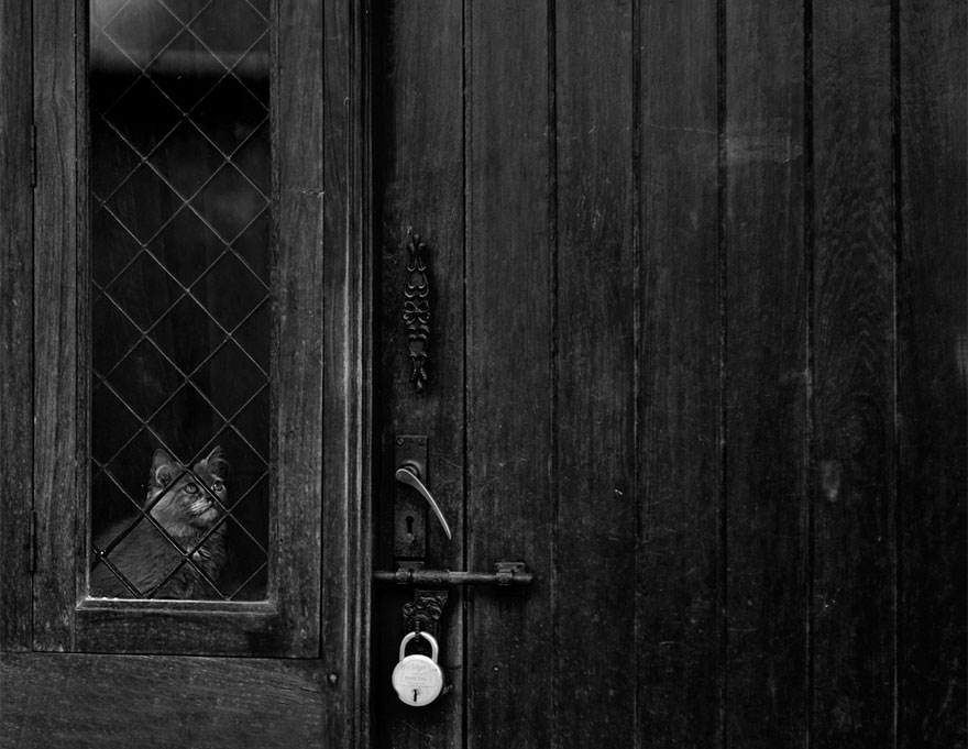cat-waiting-window-15 cat-waiting-window-15