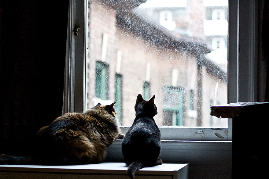 cat-waiting-window-30 cat-waiting-window-30