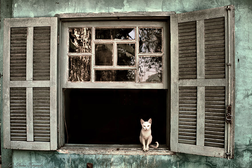 cat-waiting-window-34 cat-waiting-window-34