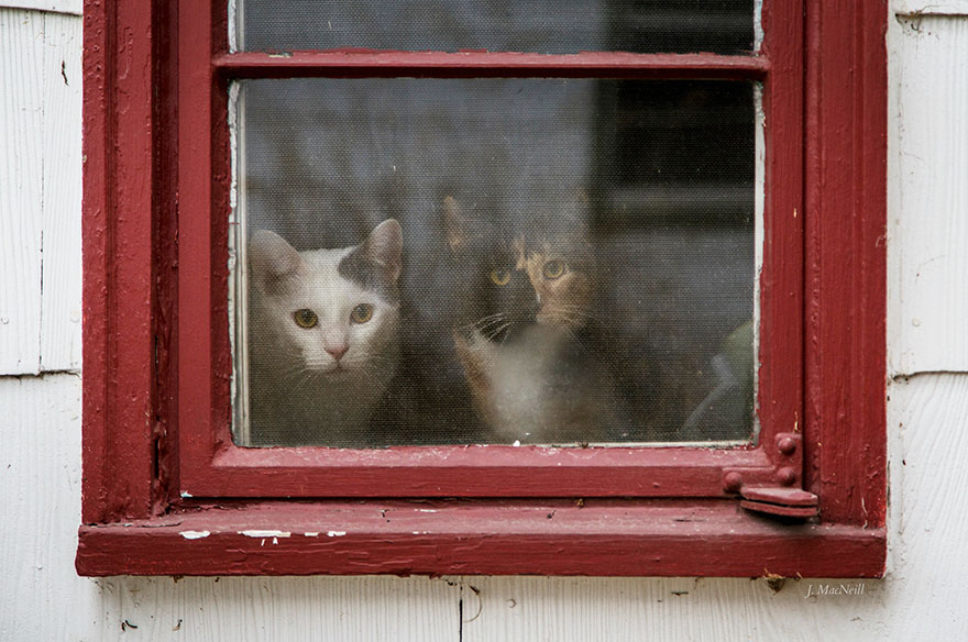 cat-waiting-window-35 cat-waiting-window-35