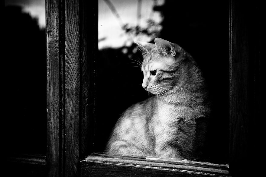 cat-waiting-window-44 cat-waiting-window-44