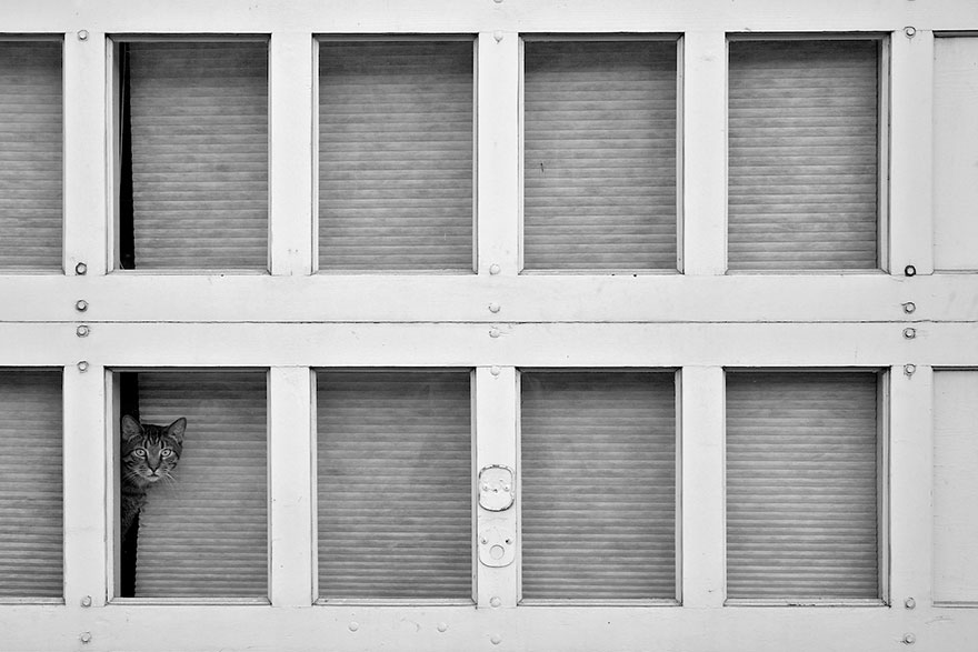 cat-waiting-window-53 cat-waiting-window-53