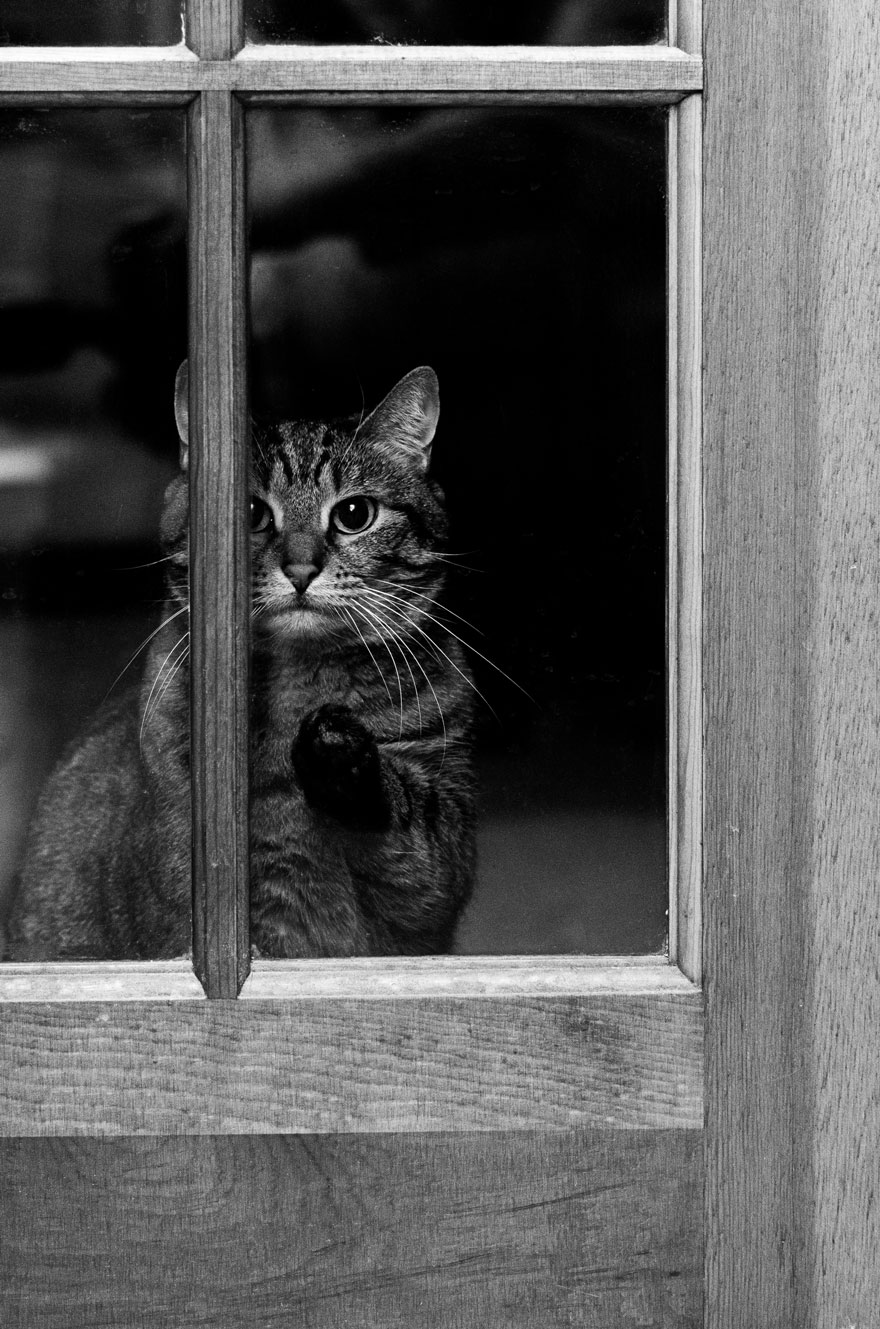 cat-waiting-window-62 cat-waiting-window-62