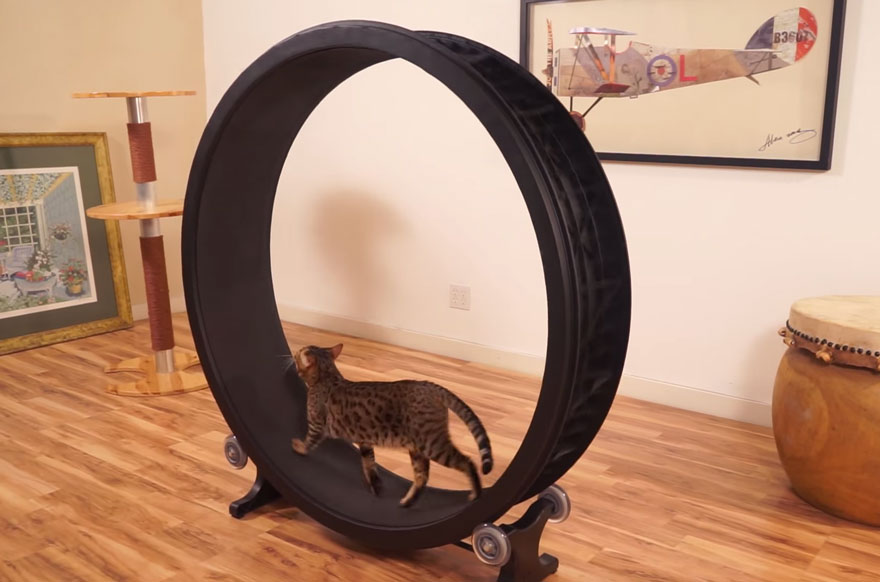 cat-wheel-treadmill-one-fast-cat-1